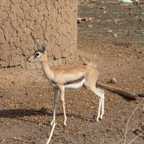 Gazelle à front roux